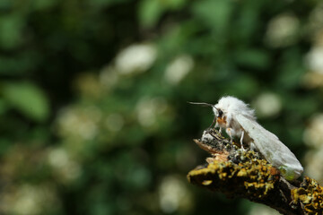 Beautiful moth on wooden twig outdoors, closeup. Space for text
