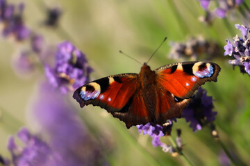 Beautiful butterfly in lavender field on sunny day, closeup