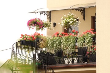 Balcony decorated with beautiful blooming potted flowers and stairs