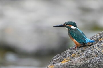 岩にとまってくつろぐカワセミ幼鳥オス