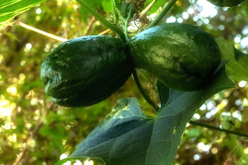 A colheita de chuchu