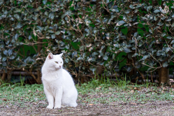 見つめる野良猫