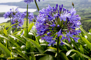 African lily flower with sea and mountain background taken the island of Sao Miguel, Azores,...