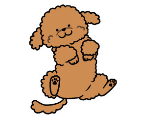 寝転がるトイプードル