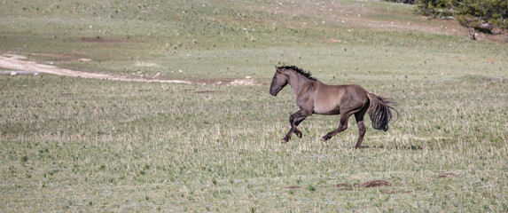 Fototapeta na wymiar Gray wild horse stallion running in a mountain meadow in the western United States