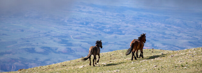 Small band of three wild horses running on a mountain ridge in the western United States