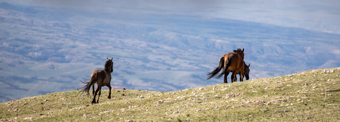 Small herd of wild horses running on Sykes ridge in the Pryor mountains wild horse range in Wyoming...