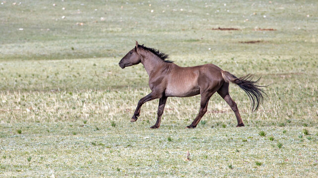 Pewter Gray Wild Horse stallion running in western United States