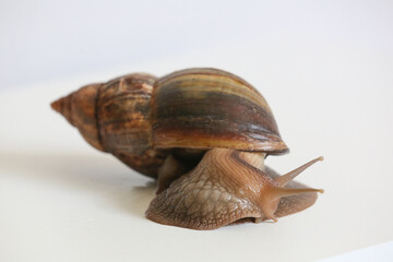 Akhatina snail on a white background