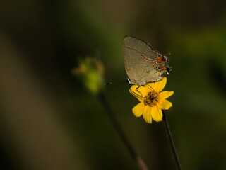 butterfly on flower in summer.
