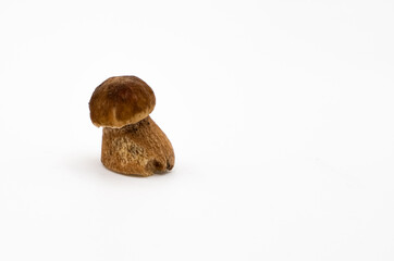 Boletus, white mushroom or boletus isolated on white background.