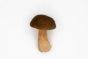 Beautiful fresh porcini mushrooms on white background isolated season healthy food