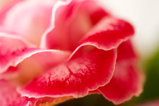 Carnation cravo flower macro pink and white petals