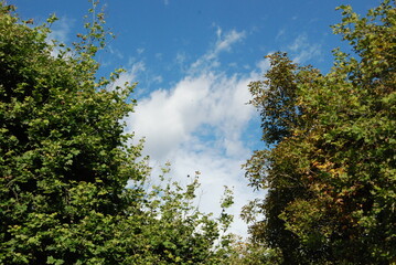 trees and sky