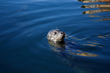 Sunny Seal Swims