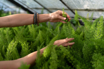 Hands of woman holding lush green branch of decorative plant growing under protective cover in nursery-garden. Female customer chooses to buy asparagus for diversifying home interior close view