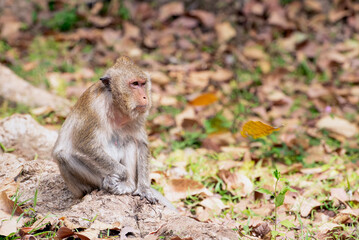Long tailed macaque sitting on a tree root