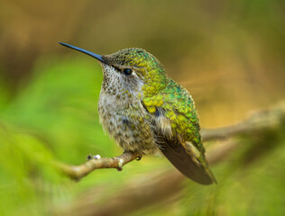 Fototapeta na wymiar Anna's Hummingbird (Calypte anna)