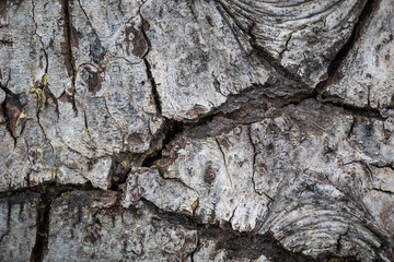 Shasta bark background