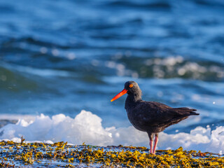 Black Oystercatcher (Haematopus bachmani)