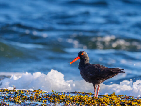 Black Oystercatcher (Haematopus Bachmani)