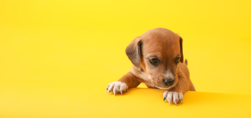 Cute puppy on yellow background with space for text