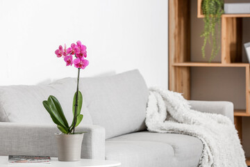 Beautiful orchid flower and magazine on table near sofa in living room