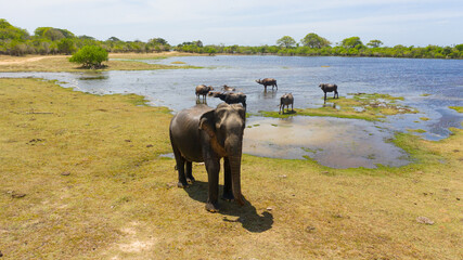 The Wild Elephant attacks the drone.. Kumana National Park. Sri Lanka. - obrazy, fototapety, plakaty