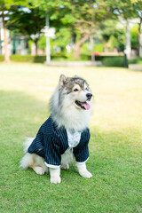 siberian husky dog with clothes