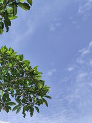 green leaves from frangipani trees against blue sky, good for background quotes 