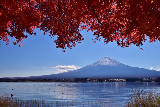 秋の河口湖 紅葉と富士山 © sada
