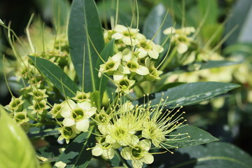 Cambodia. Xanthostemon chrysanthus, the golden penda or first love, is a species of tree in the myrtle family Myrtaceae. It is a popular garden plant with showy yellow blooms.