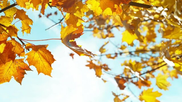 Super slow motion of falling autumn maple leaves against blue sky. Filmed on high speed cinema camera, 1000 fps.