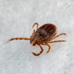 [Macro] Wild Mites on the white cloth.