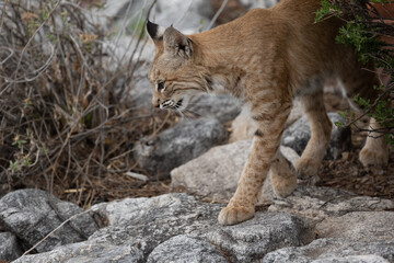 bobcat walking on rocks