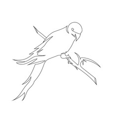 Parrot bird stand line art drawing style, The bird sketch black linear isolated on white background, And the  best parrot bird vector illustration. 