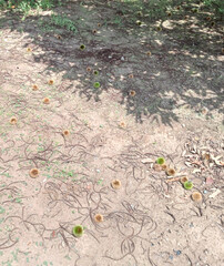 Obraz premium 落ち栗 fallen chestnuts