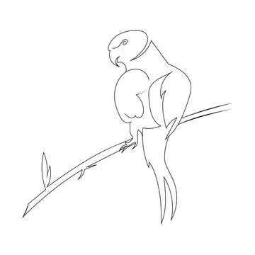 recommend clip art: Parrot bird on the branch line art drawing style, The bird sketch black linear isolated on white background, And the  best parrot bird vector illustration