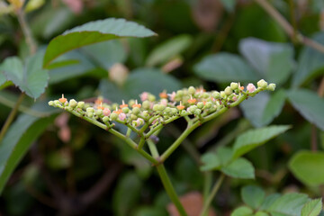 ヤブガラシの小さな花