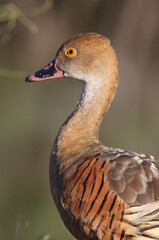 Close up portrait of a plumed whistling-duck bird