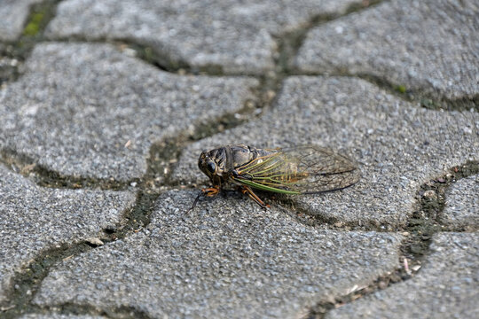 クマセミ の画像 914 件の Stock 写真 ベクターおよびビデオ Adobe Stock クマセミ の画像 914 件の Stock 写真 ベクターおよびビデオ Adobe Stock