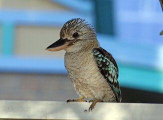 Blue-winged kookaburra bird sitting on a fence in Australia