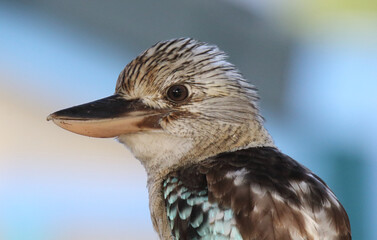 Close up portrait of a blue-winged kookaburra bird in Australia