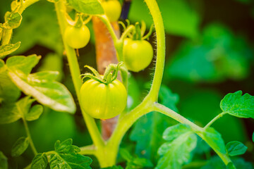 Juicy fertile bush with growing green tomatoes close-up