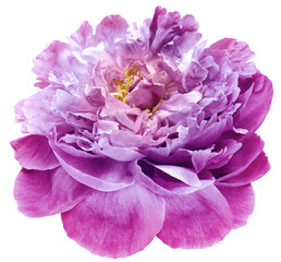 Purple  peony flower  on white isolated background with clipping path. Closeup. For design. Nature.