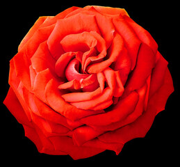 Red   rose flower  on black isolated background with clipping path. Closeup. For design. Nature.