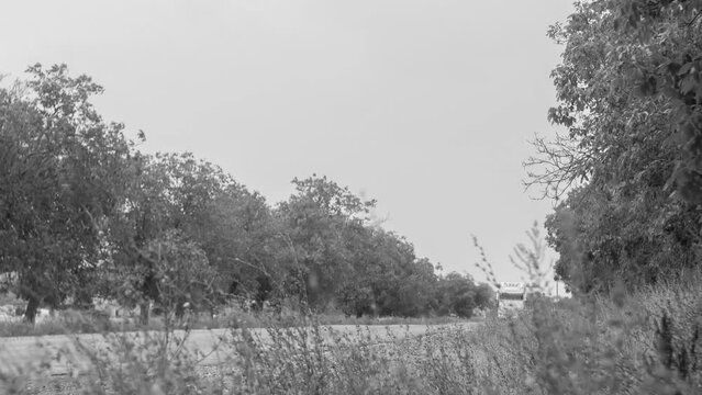 time lapse of vehicular traffic, with walnut trees along the edge of the road in black and white