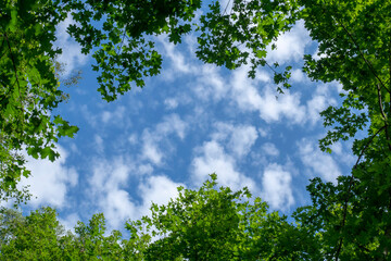 Blue sky and clouds framed by green trees. View from the bottom of the treetops. Canopy from the...