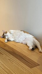 2 years old Ms. Macaron on the wooden floor with belly up, scratching and rubbing her back on the...