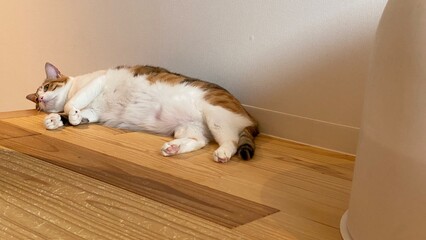 2 years old Ms. Macaron on the wooden floor with belly up, scratching and rubbing her back on the...